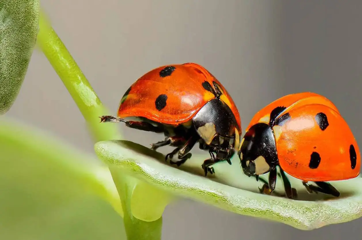 Two red and black spotted ladybugs on a leaf.