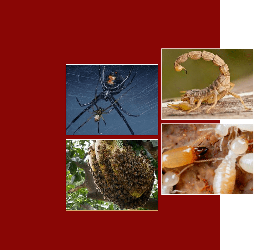 A red background with four different pictures of bugs.